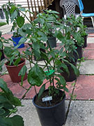 Ají­ Habañero