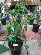 Ají­ Habañero