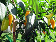 Ají­ Habañero