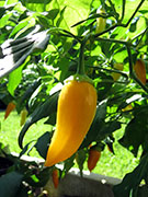 Ají­ Habañero