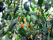 Ají­ Habañero