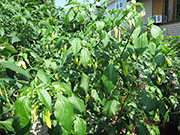 Ají­ Habañero