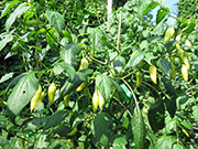 Ají­ Habañero