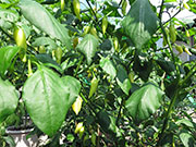Ají­ Habañero