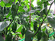 Ají­ Verde