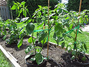 Ají­ Verde