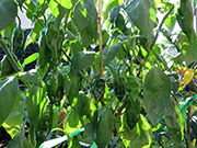 Ají­ Verde