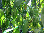 Ají­ Verde