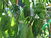 Ají­ Verde