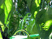 Ají­ Verde