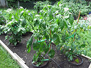 Ají­ Verde
