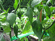 Ají­ Verde