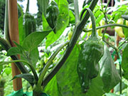 Ají­ Verde
