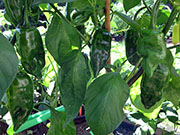 Ají­ Verde