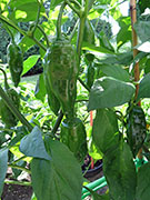 Ají­ Verde
