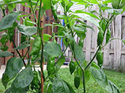 Ají­ Verde