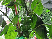 Ají­ Verde