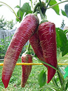 Albanian Red Hot
