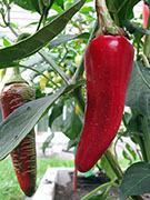 Albanian Red Hot