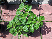 Bhut Jolokia Chocolate