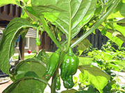Bhut Jolokia Chocolate