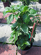 Bhut Jolokia Chocolate