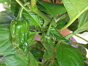 Bhut Jolokia Chocolate