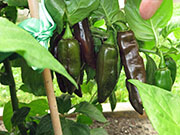 Bhut Jolokia Chocolate
