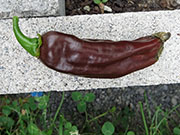 Bhut Jolokia Chocolate