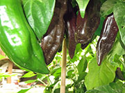 Bhut Jolokia Chocolate
