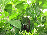 Bhut Jolokia Chocolate