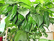 Bhut Jolokia Chocolate