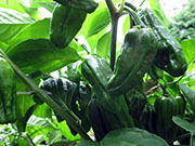 Bhut Jolokia Chocolate