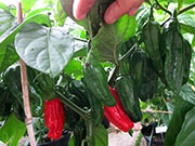Bhut Jolokia Chocolate