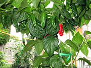 Bhut Jolokia Chocolate