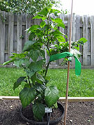Bhut Jolokia Chocolate