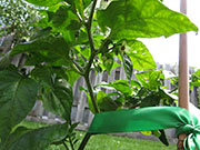 Bhut Jolokia Chocolate