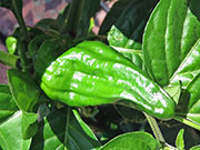 Bhut Jolokia Chocolate