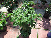 Bhut Jolokia Chocolate
