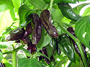 Bhut Jolokia Chocolate