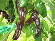 Bhut Jolokia Chocolate