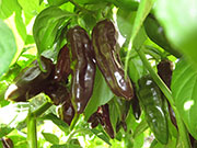 Bhut Jolokia Chocolate