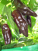 Bhut Jolokia Chocolate