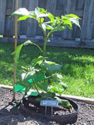 Bhut Jolokia Chocolate