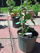 Bhut Jolokia Chocolate