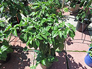 Bhut Jolokia Chocolate