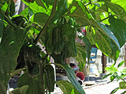 Bhut Jolokia Chocolate