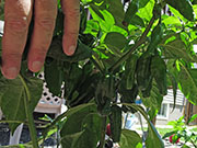 Bhut Jolokia Chocolate
