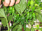 Bhut Jolokia Chocolate