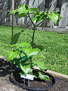 Bhut Jolokia Chocolate